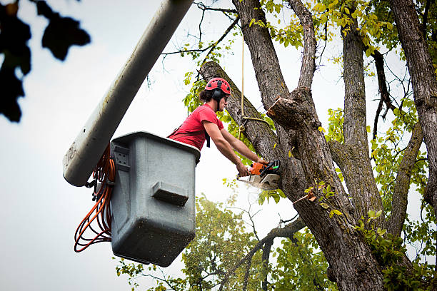 Best Leaf Removal Services  in Rutland, VT